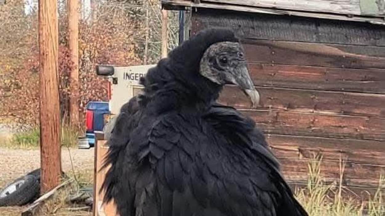 Un urubu noir fait une rare escale à Mayo, au Yukon