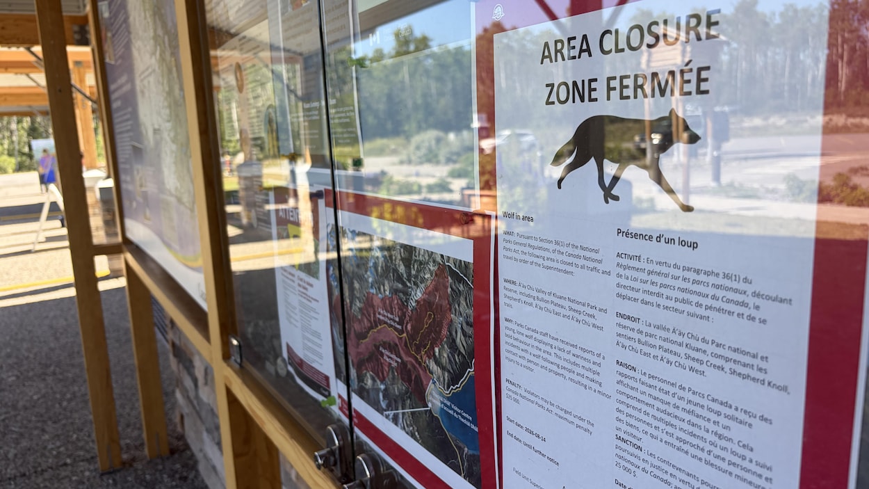 Réouverture des sentiers du parc Kluane, au Yukon, après l’abattage d’un loup