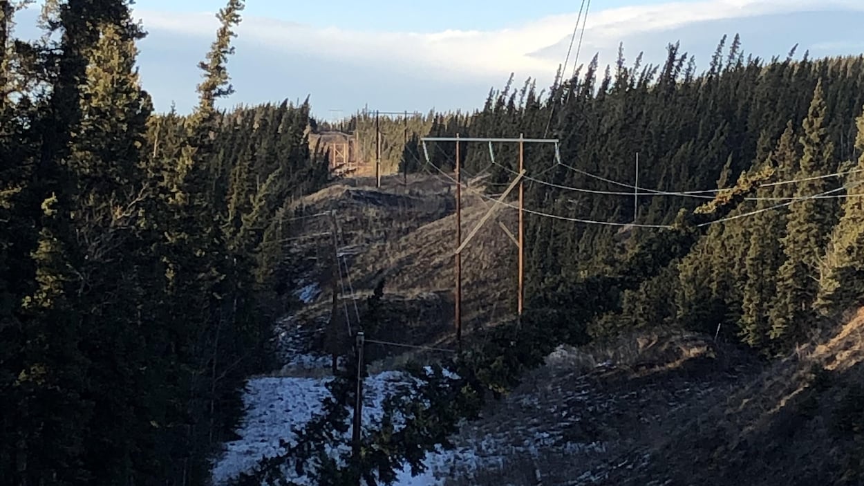 Un arbre appuyé sur une ligne de transmission.