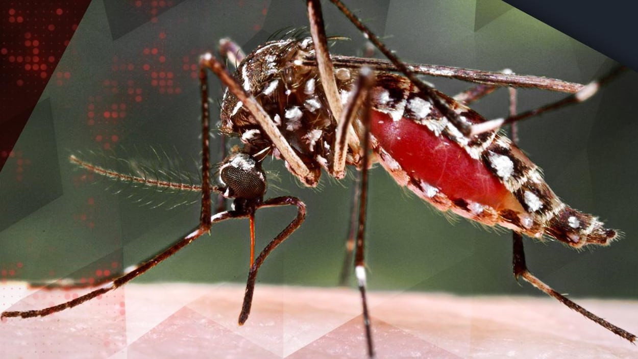 Un moustique portant le virus Zika Un moustique portant le virus Zika