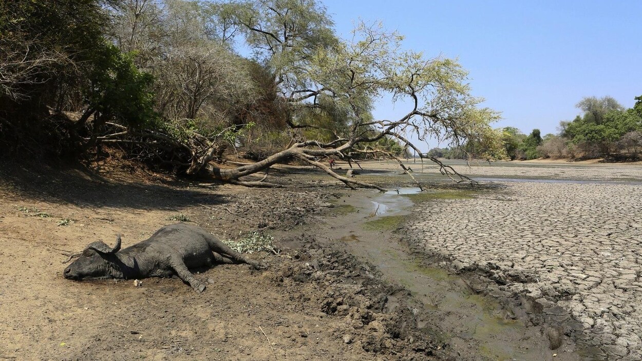 La carcasse d'un buffle à côté de ce qui était le lit d'un plan d'eau maintenant asséché.