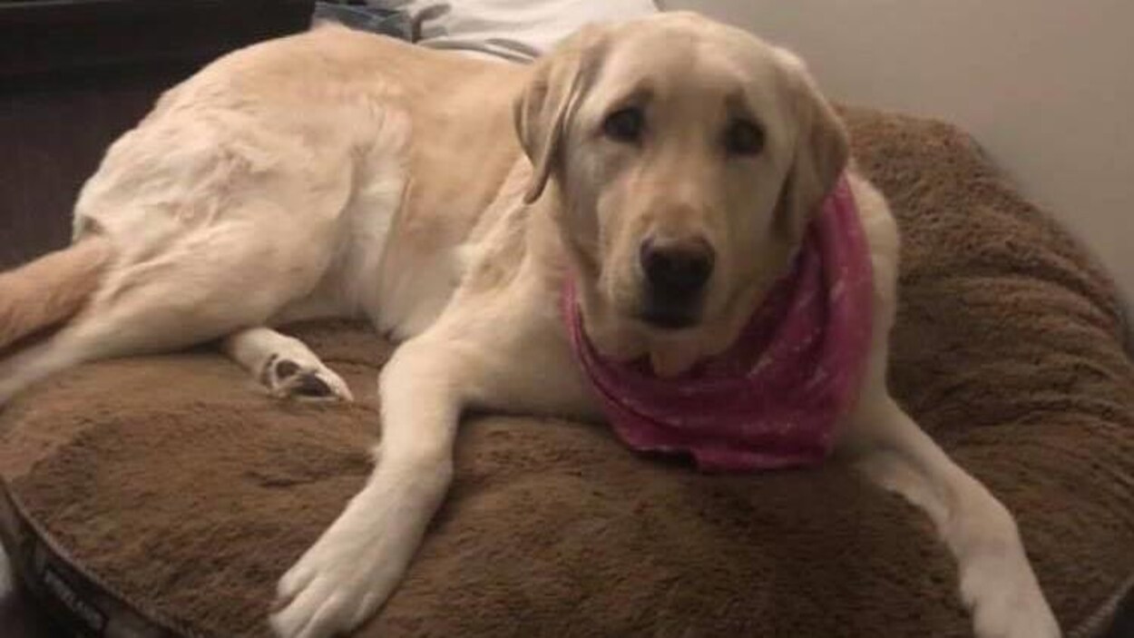Un chien beige sur un gros coussin brun.