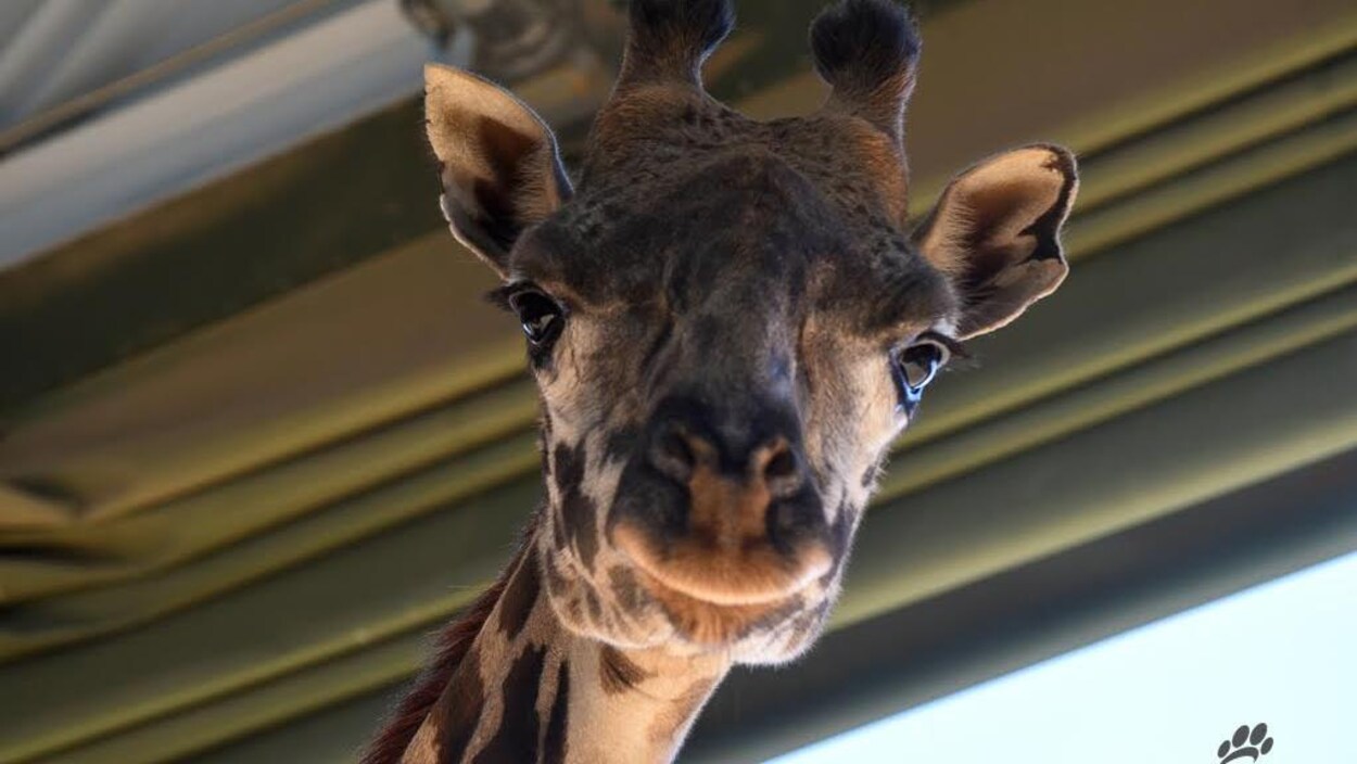 La tête d'une girafe en gros plan. La tête d'une girafe en gros plan.
