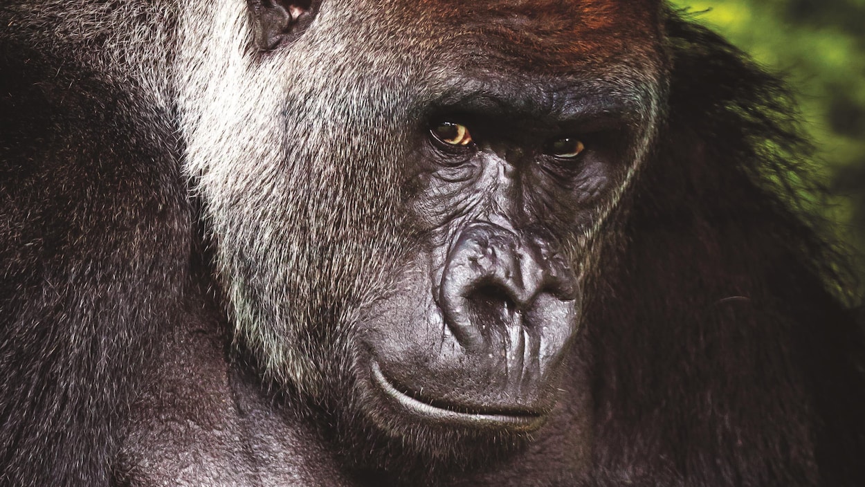 La photo gagnante du concours est celle de Zwalani, l'un des gorilles du Zoo de Granby, prise par le photographe Bertrand Duhamel.
