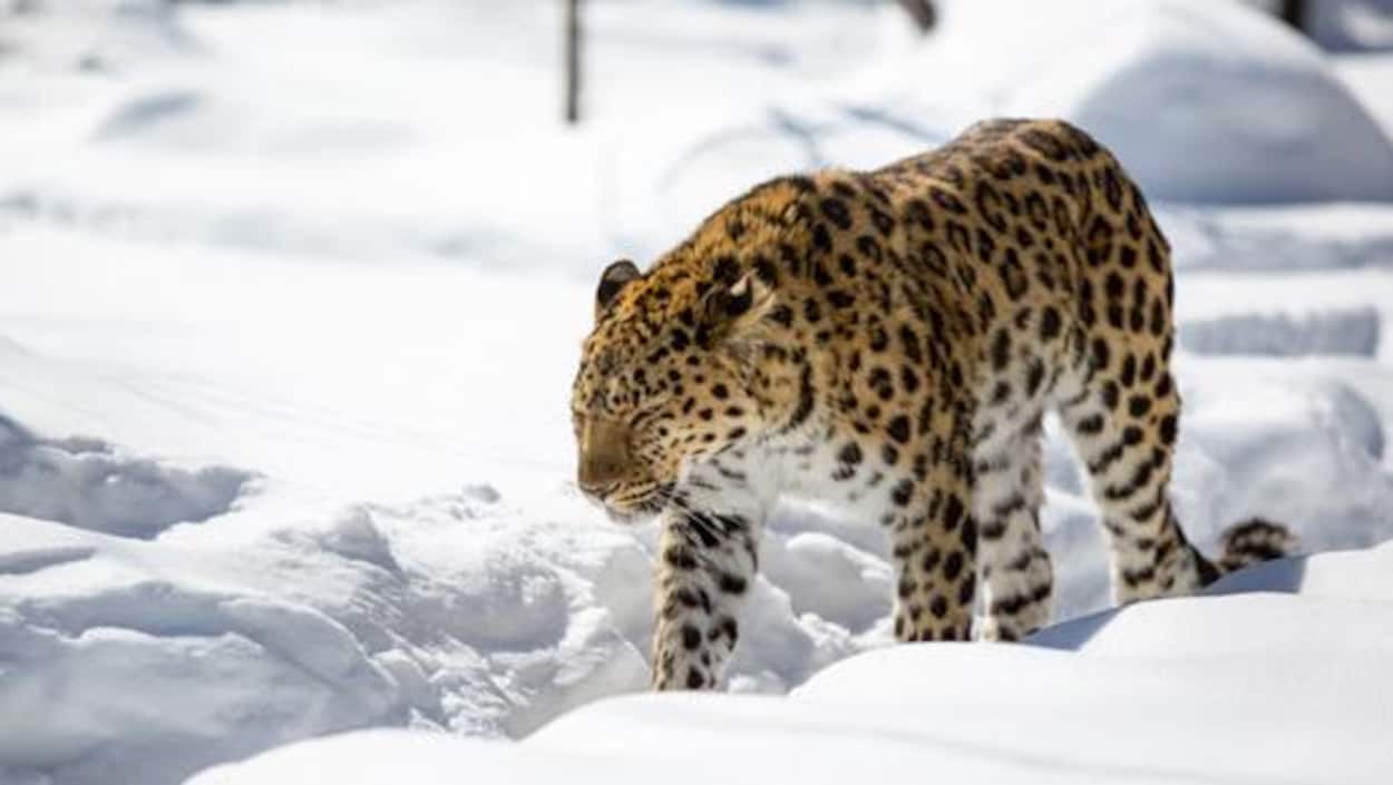Un félin marche dans la neige au Zoo de Granby Un félin marche dans la neige au Zoo de Granby