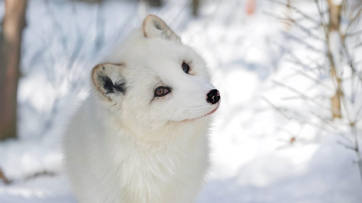 Le Zoo de Saint-Félicien prépare l’habitat de ses nouveaux renards arctiques