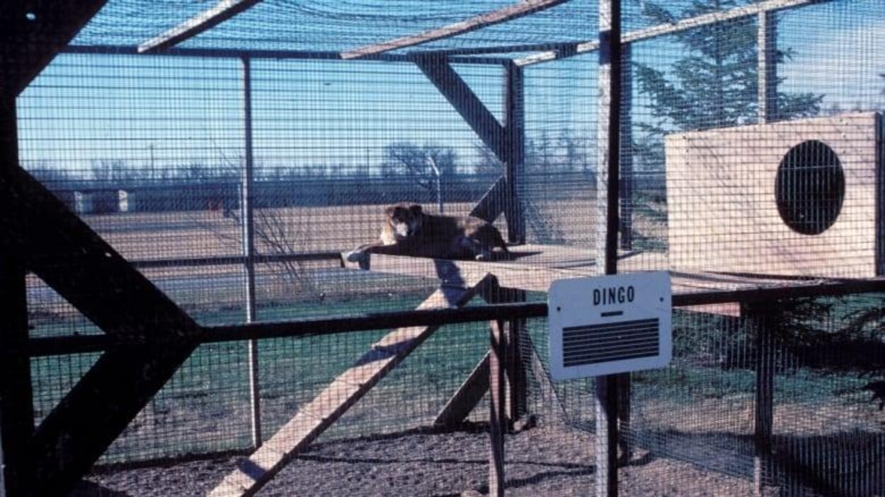 Vue d'un chien dans une grande cage d'un zoo. Sur une pancarte est marquée : Dingo.