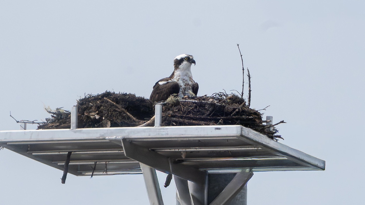 Le balbuzard de retour sur son perchoir à Sept-Îles