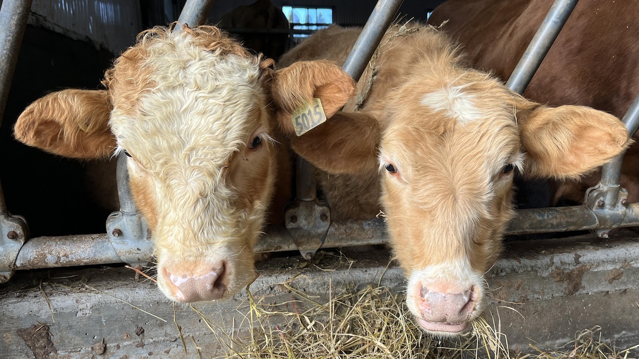 Les agriculteurs nord-côtiers dénoncent l’inaction de Québec