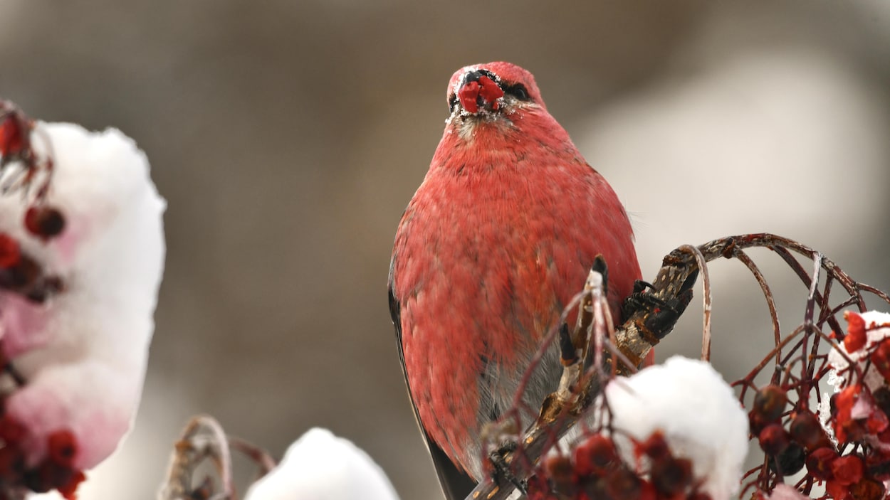 Ces oiseaux rouges et peut-être « saoûls » qui nous arrivent en masse