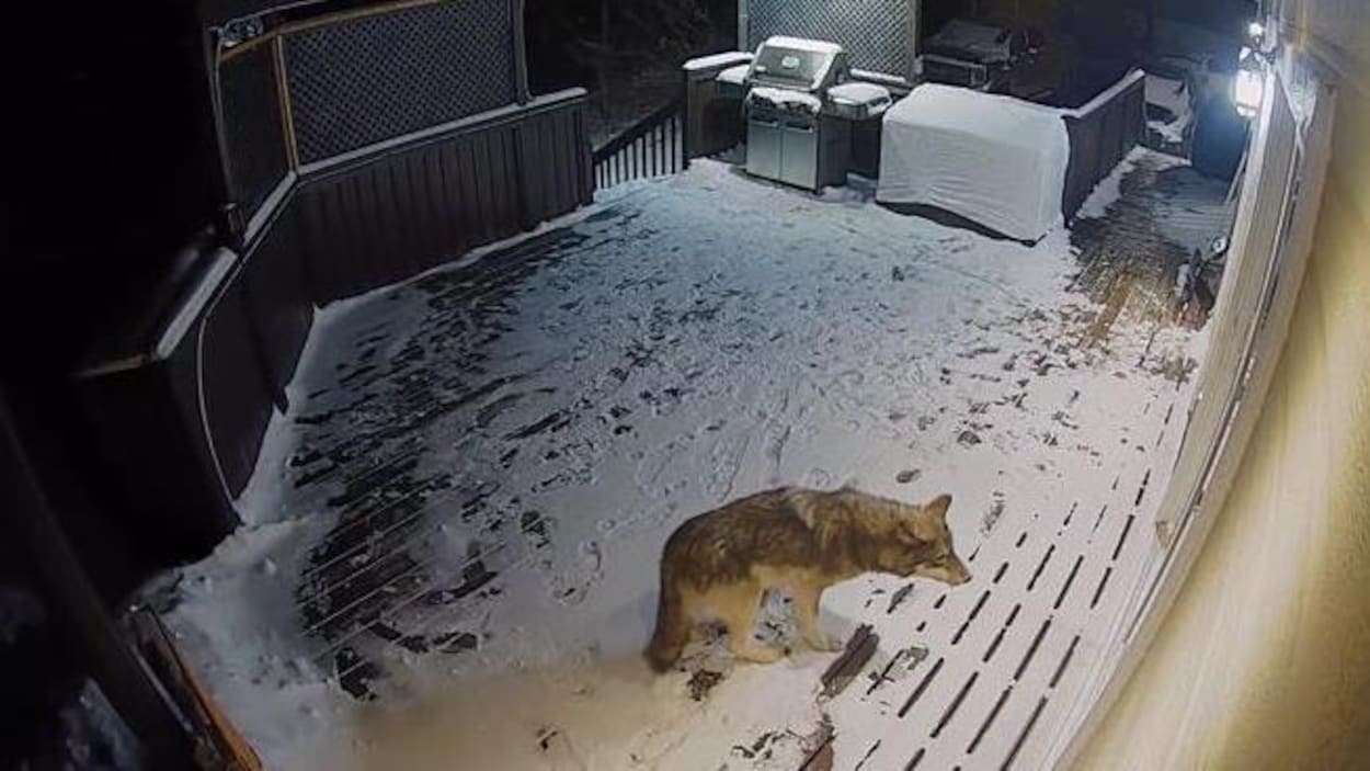 Un loup en visite à Sept-Îles