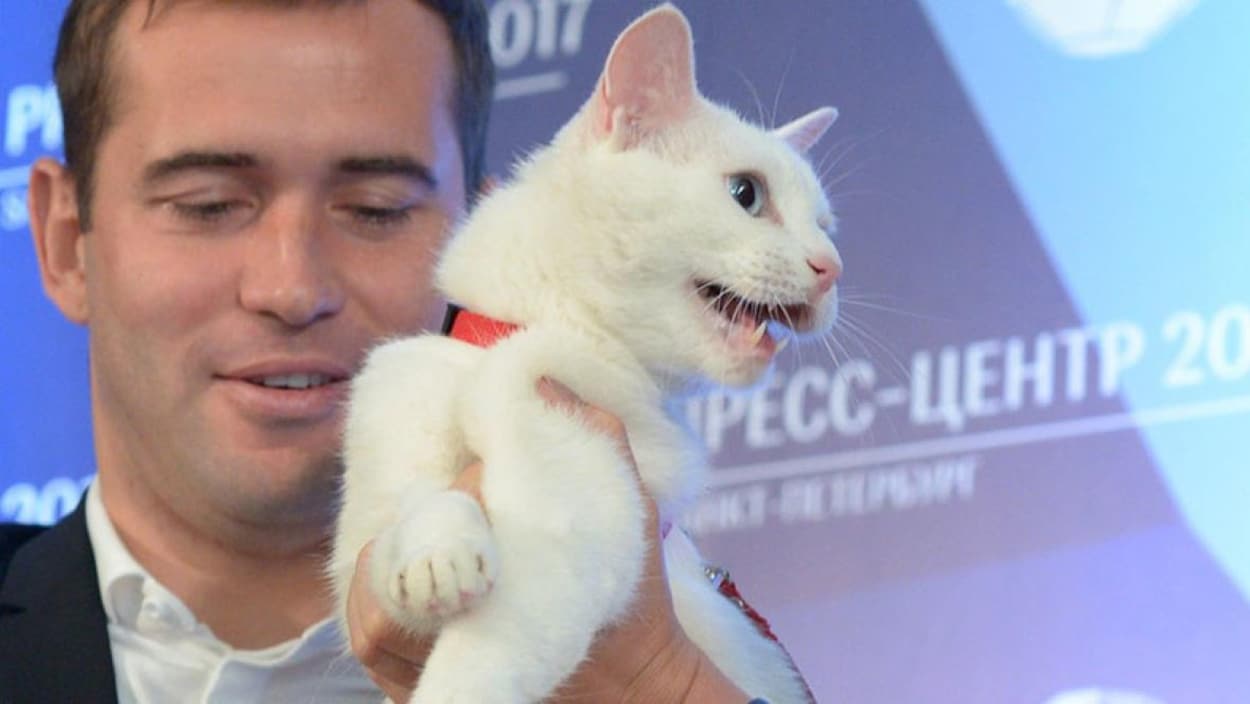 Achille le chat Achille le chat