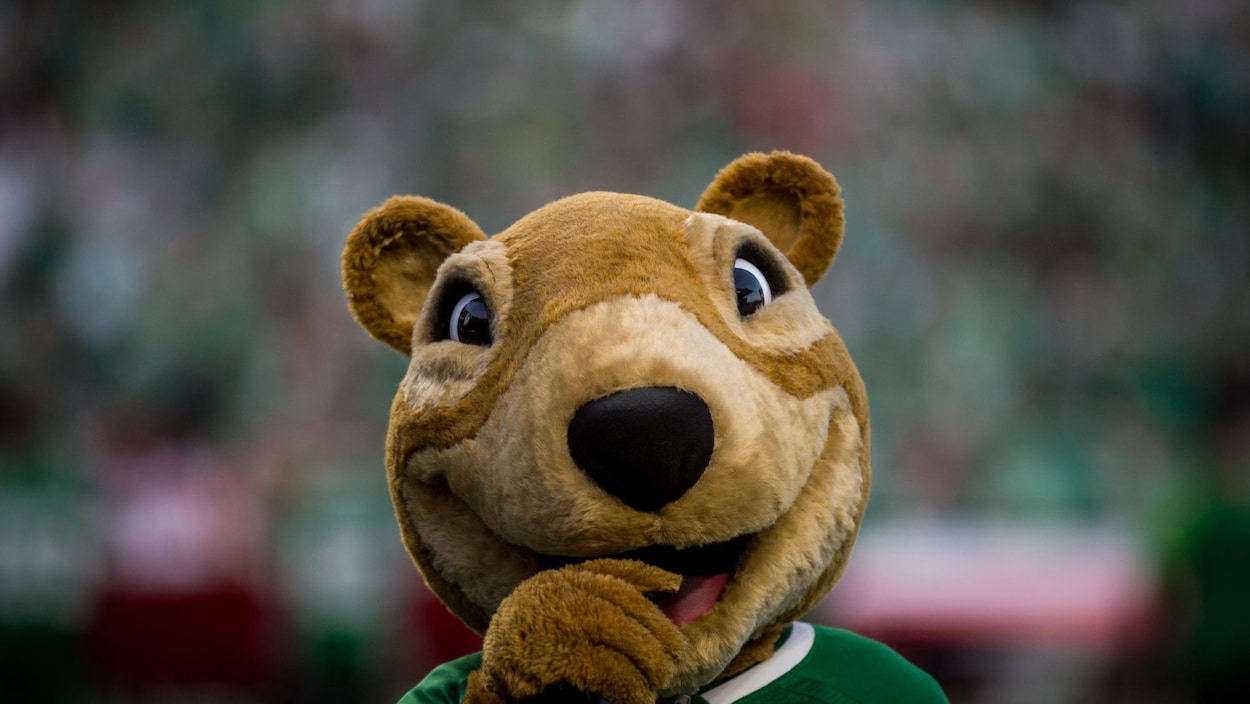 La mascotte des Roughriders, qui a retrouvé ses yeux noirs, lance un regard à la caméra.