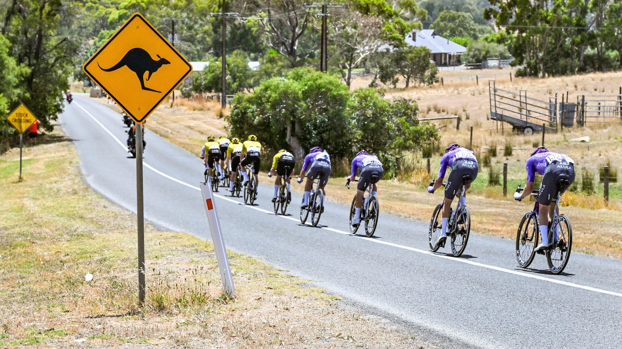 Jay Vine remporte le Tour Down Under après avoir été renversé par un kangourou