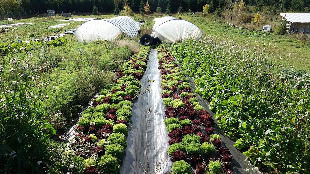 Des terres agricoles plus abordables dans l’Est-du-Québec
