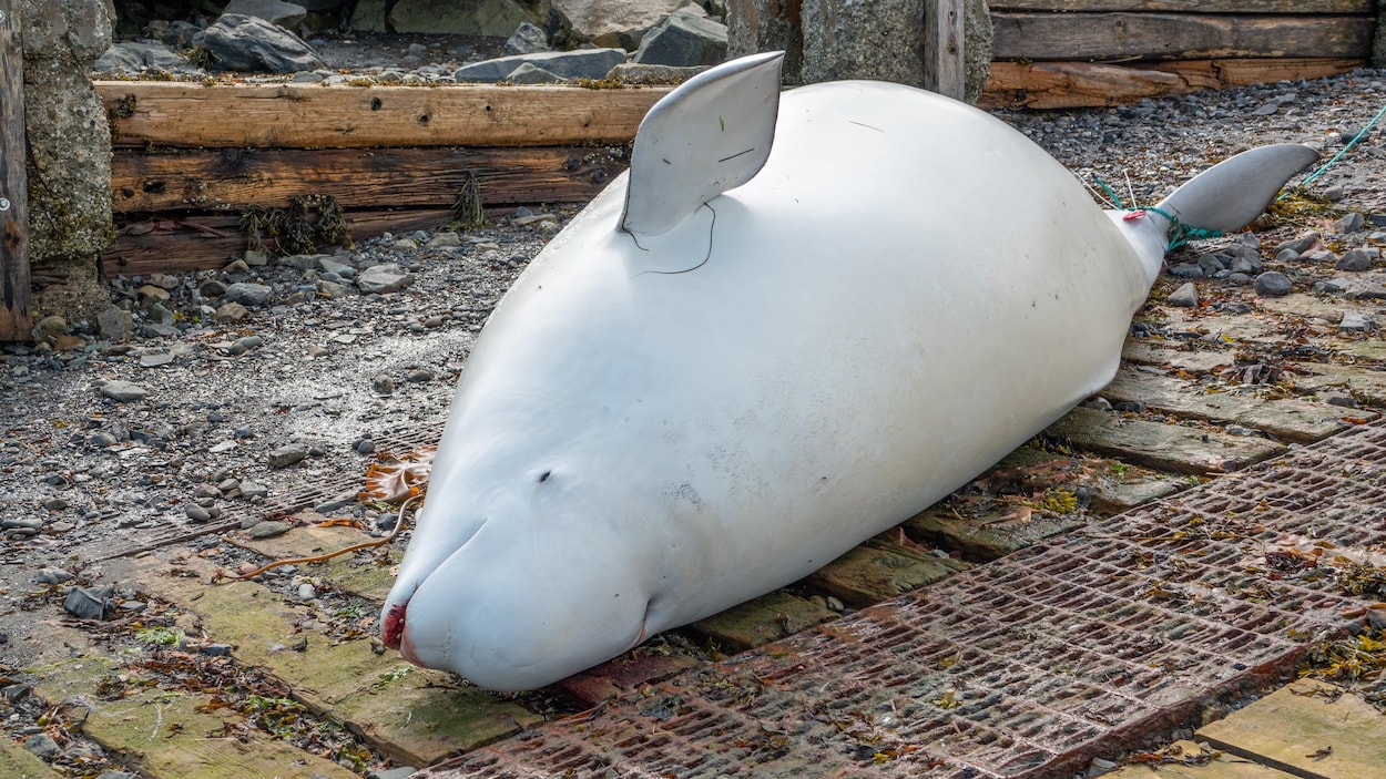 Une carcasse de béluga sur une grève.