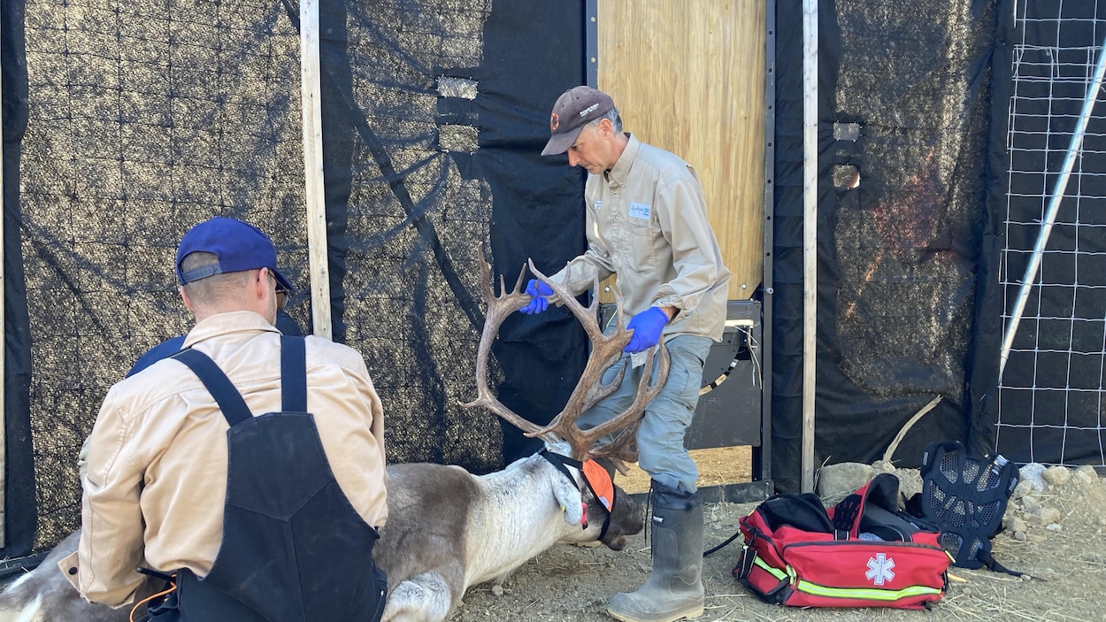 Un mâle de Charlevoix tentera de sauver les caribous de Val-d’Or