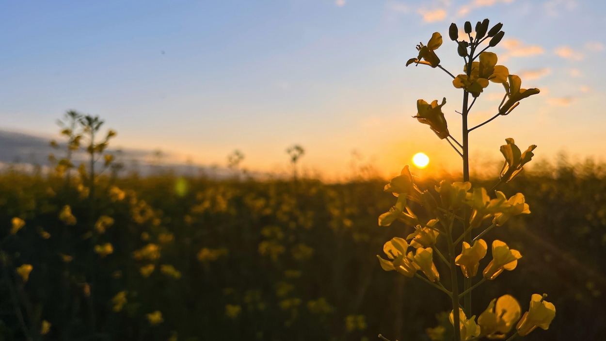 La Saskatchewan retient son souffle à la suite des tarifs chinois sur le canola