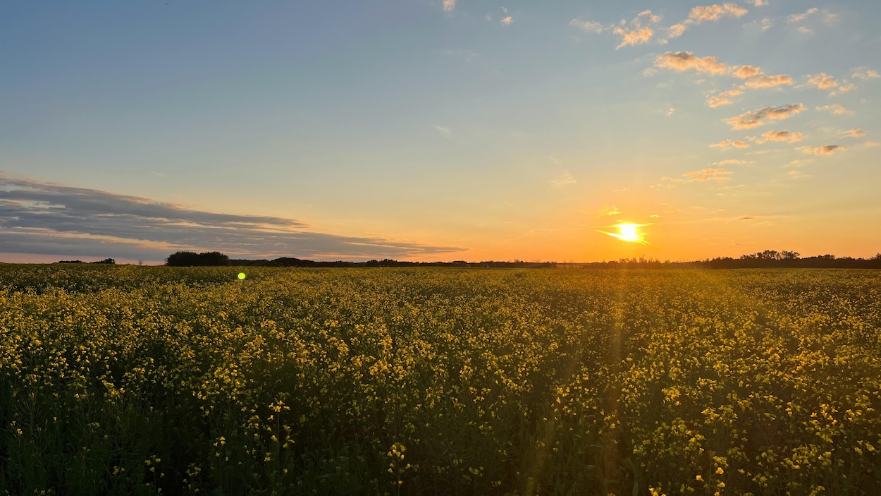 Des récoltes au ralenti pour les agriculteurs albertains
