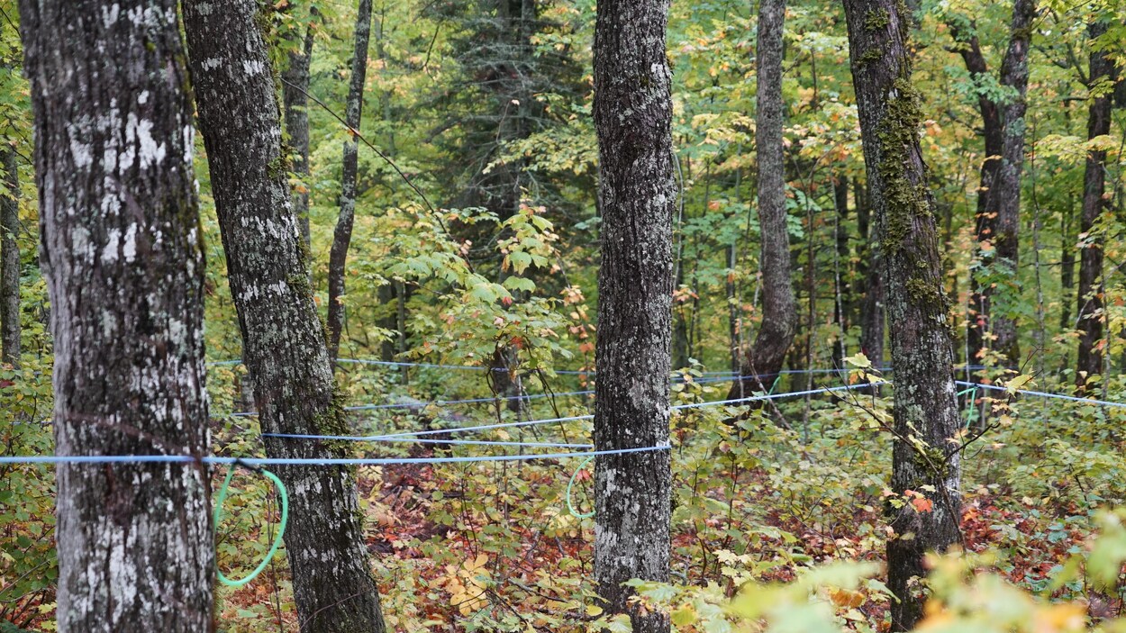 Forêt publique : des industriels inquiets
