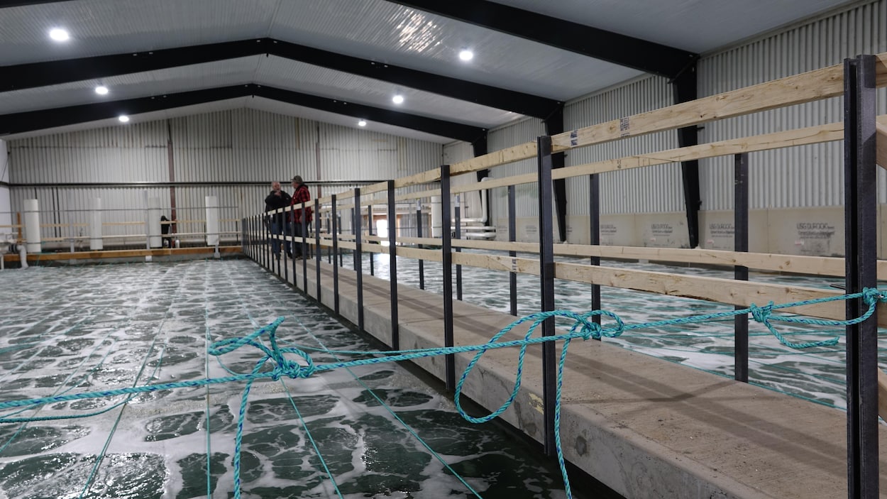 La Coopérative des pêcheurs des Îles a évité une baisse d’approvisionnement in extremis