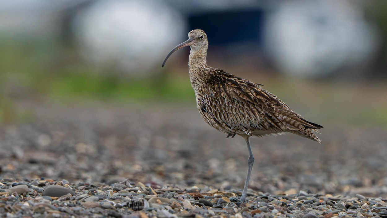 Quand un oiseau rare génère du tourisme