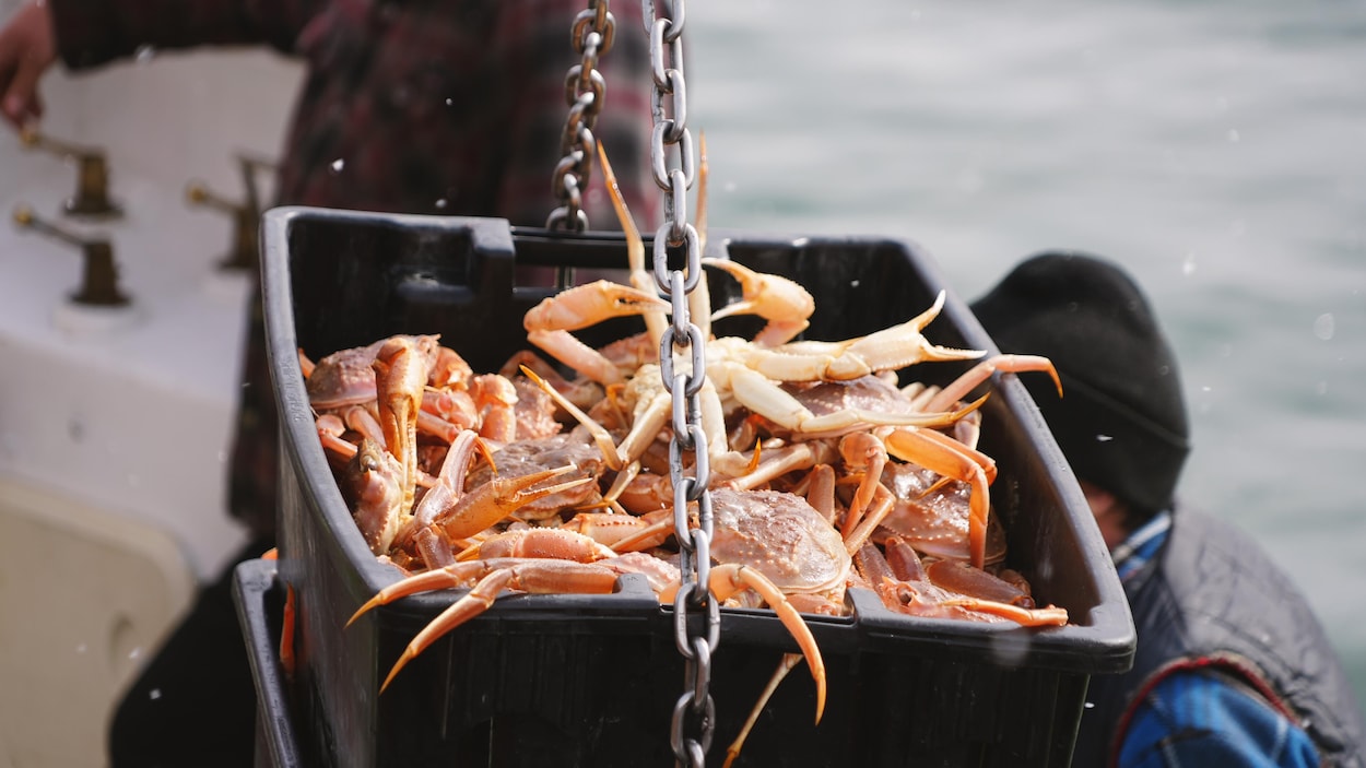 Le début de la pêche au crabe prévu lundi dans l’estuaire