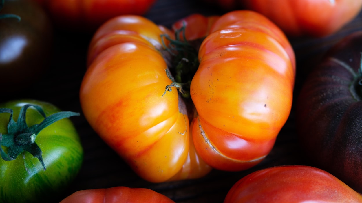Une belle grosse tomate difformes d'une jaune orange étincelant. Une belle grosse tomate difformes d'une jaune orange étincelant.