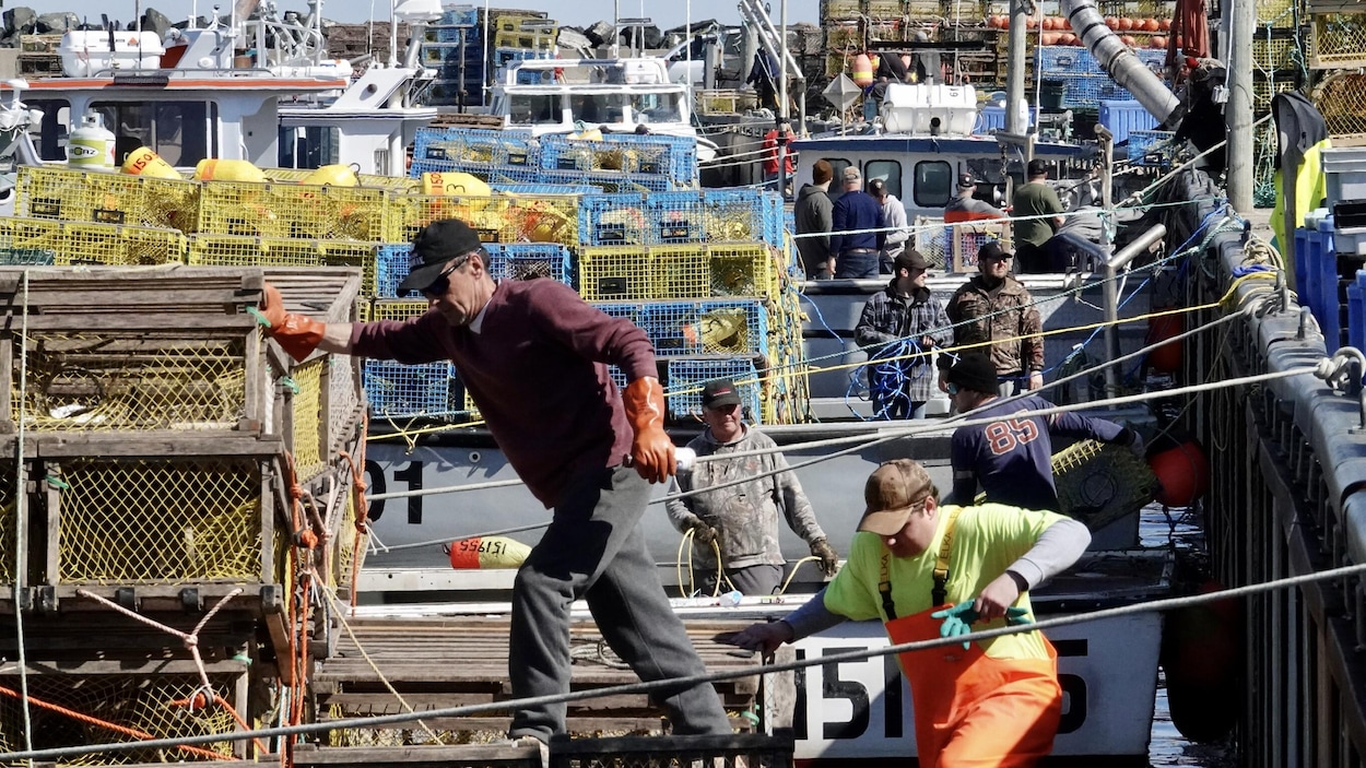 Des dizaines de pêcheurs chargent des casiers à homard sur leurs bateaux amarrés au quai.