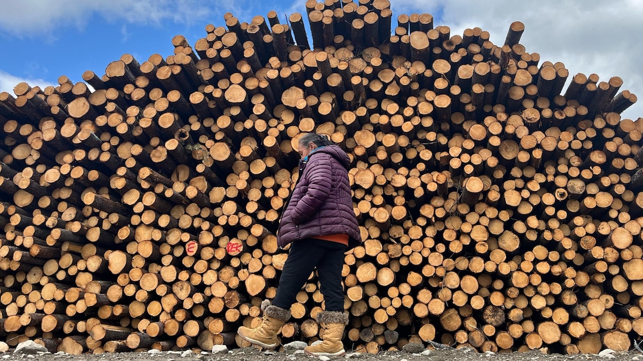 Le marché de la biomasse forestière « complètement à plat »