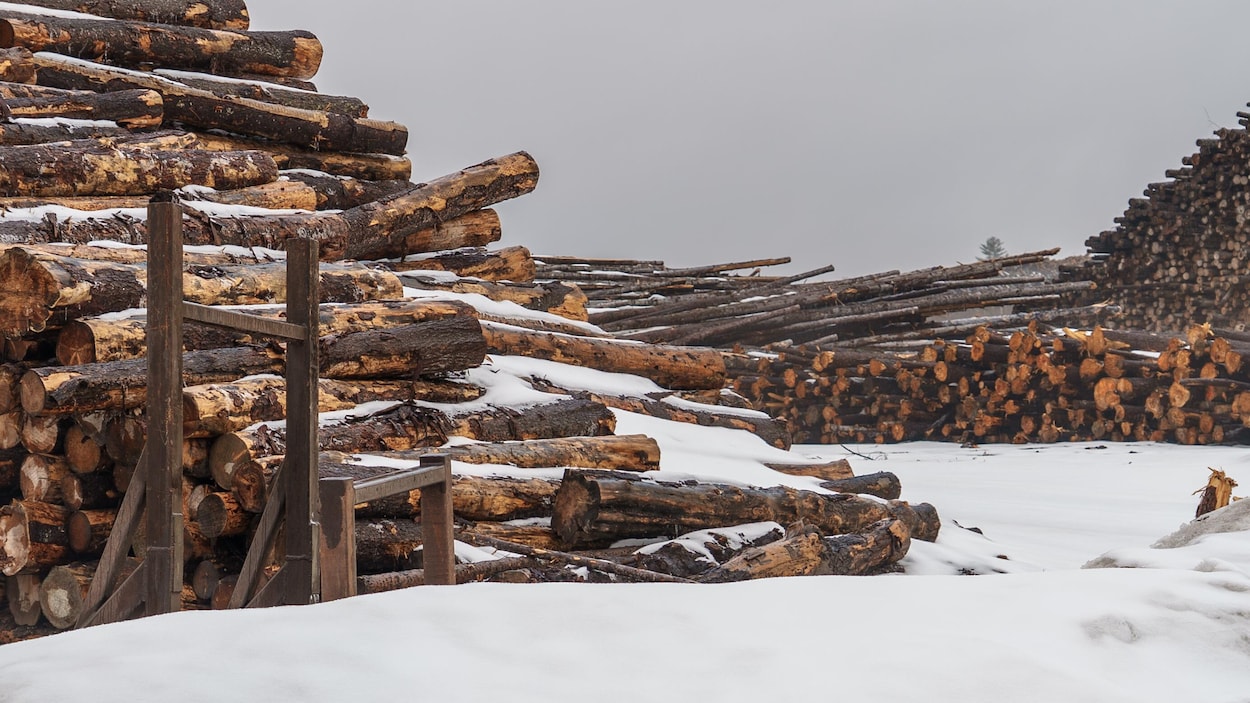 Québec et les Atikamekw misent sur une gestion participative de la forêt