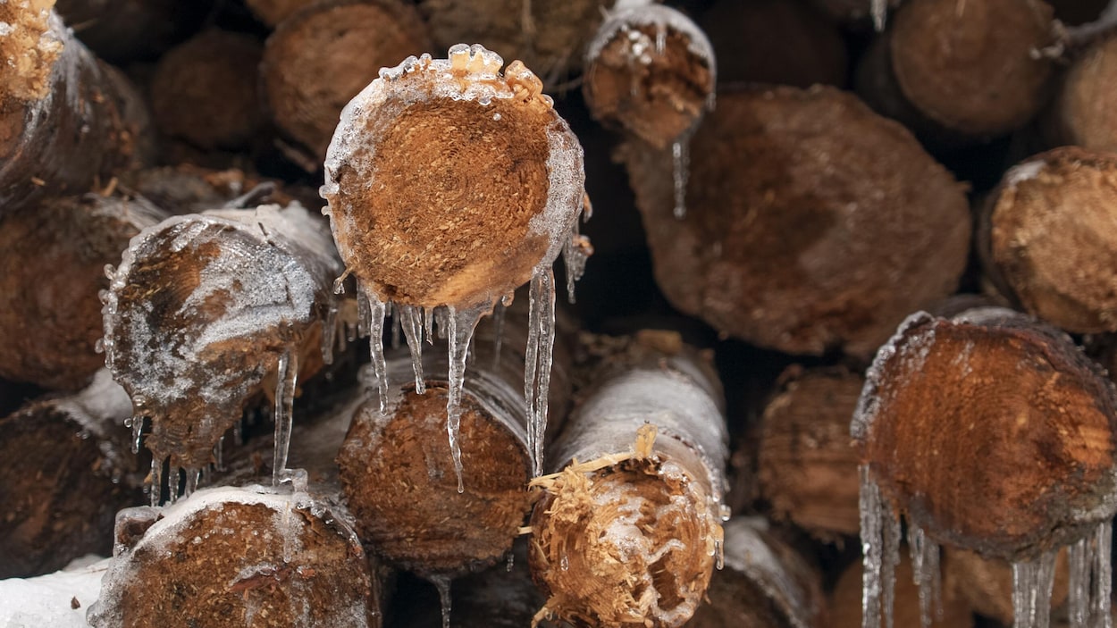 Régime forestier : une « mini-réforme » accueillie tièdement en Outaouais