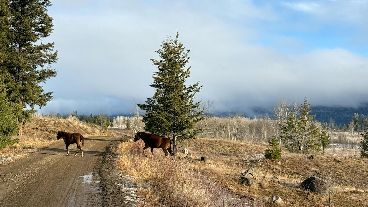 Chez le peuple Tŝilhqot’in : chevaux, rivière et continuité contre la drogue