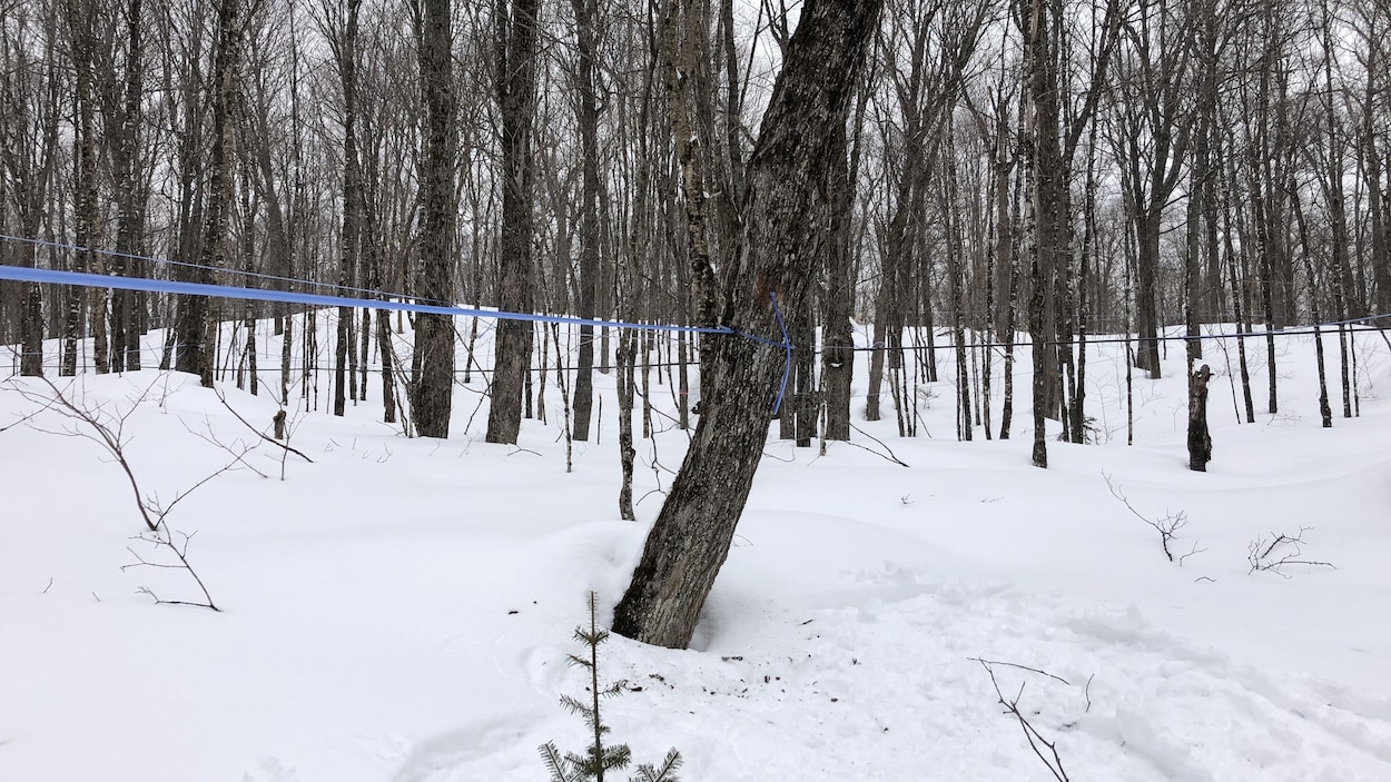 Un sirop d'érable zéro émission RadioCanada.ca