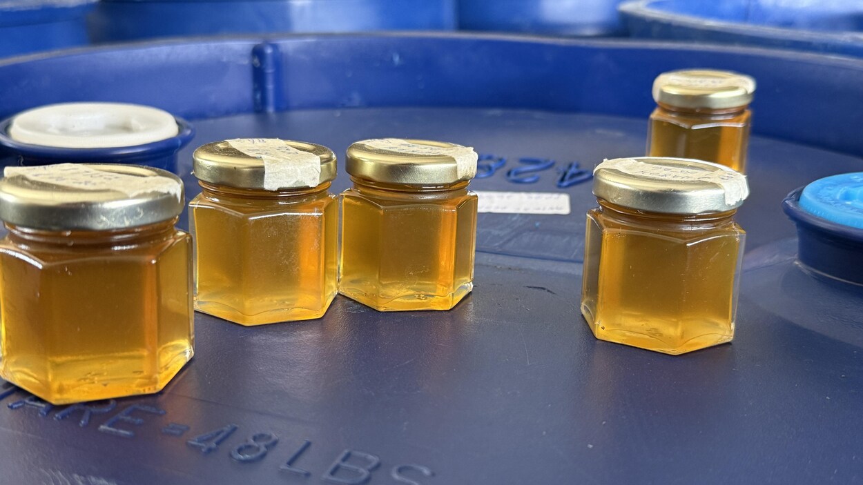 Une saison décevante pour une partie des producteurs de sirop d'érable