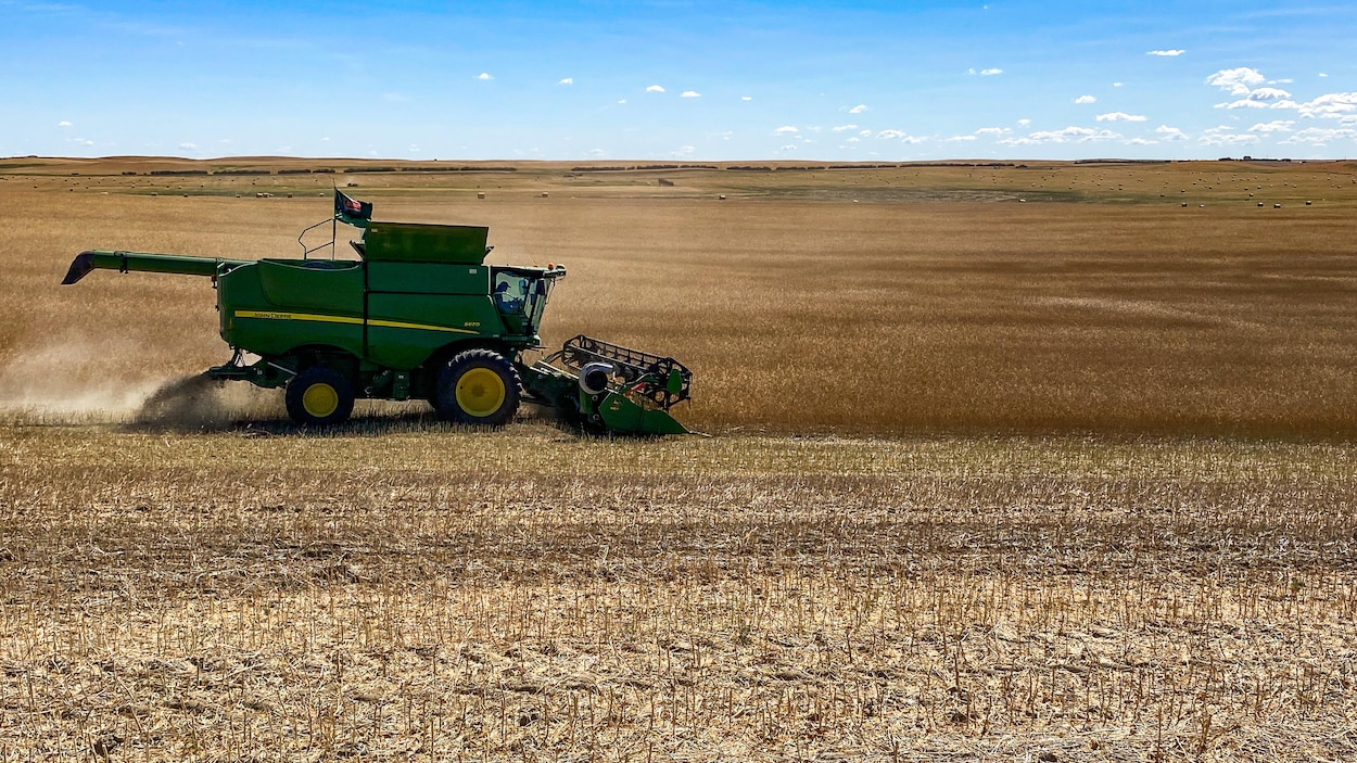 En Saskatchewan, l'avancement de la moisson dépasse la moyenne