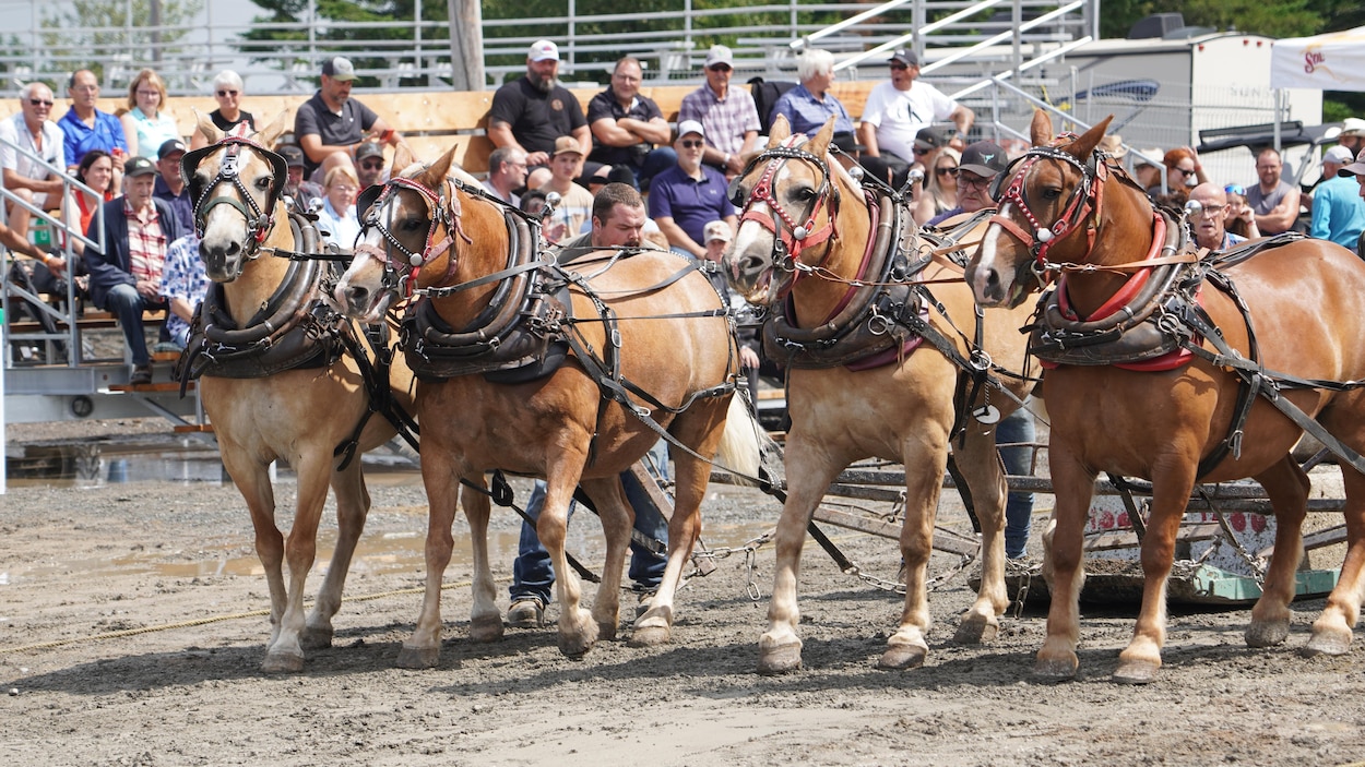 Rien n'arrête les cowboys au festival Western de Saint-Gabriel