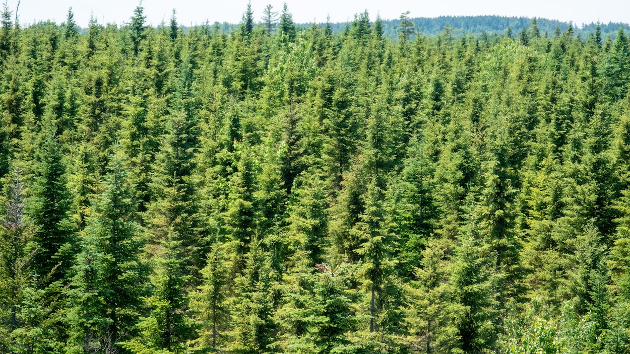 Photo d'une forêt de conifères.