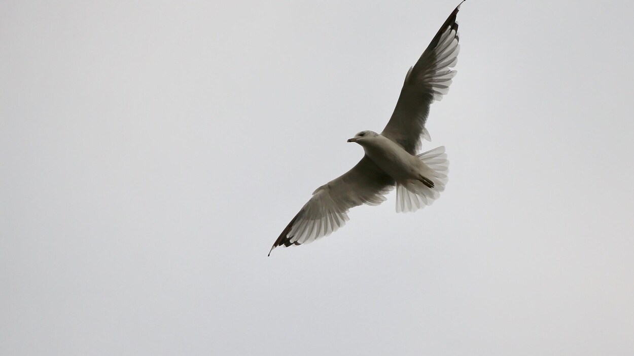 Un goéland vole dans les airs.