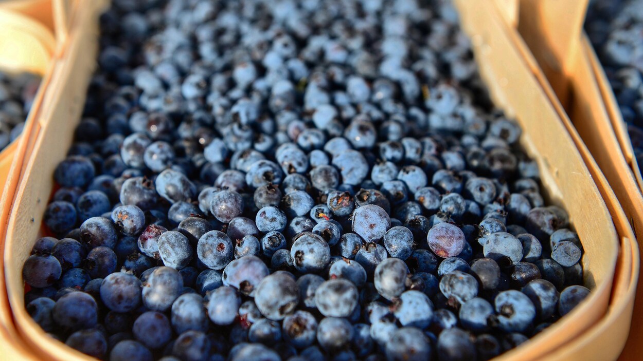 Un panier de bleuets.
