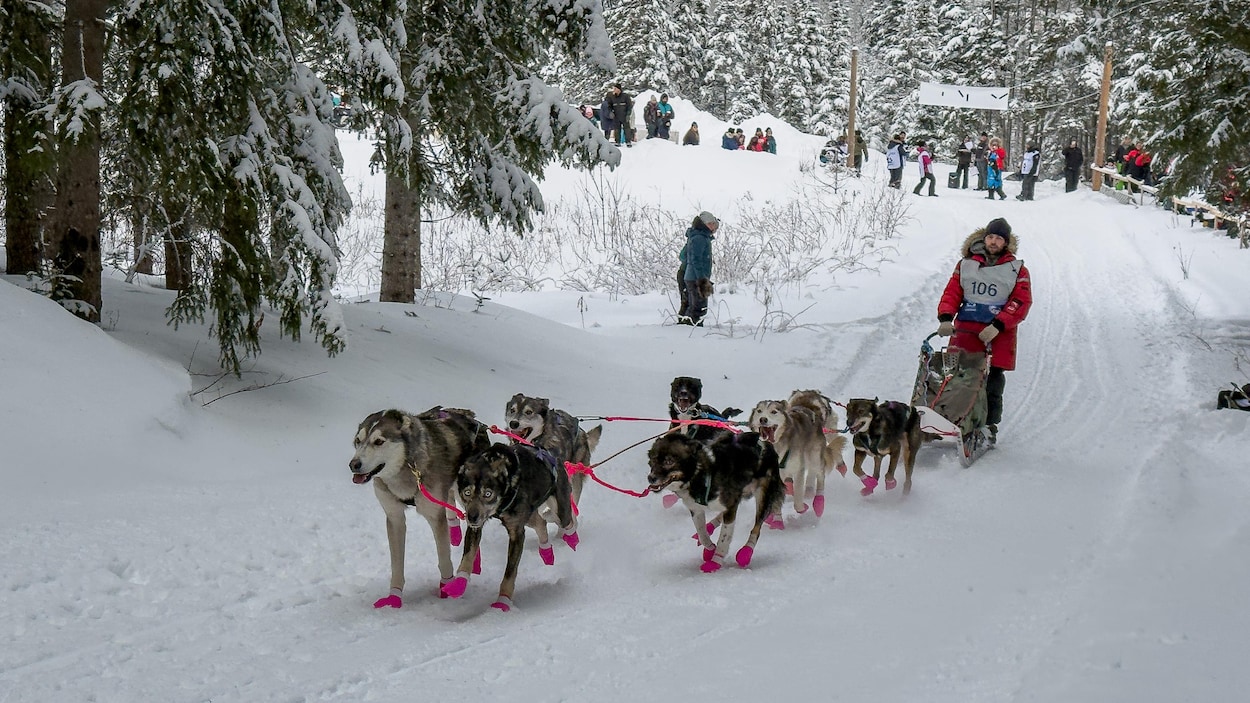 Des courses de chiens dans la Matapédia