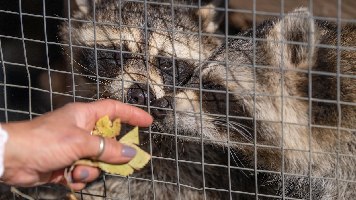 Cri du cœur du refuge animalier de Matane
