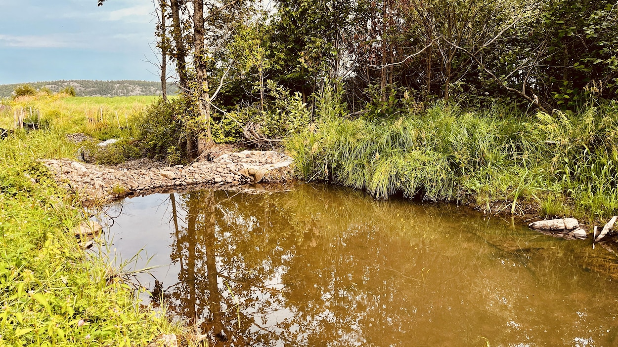 Lac Saint-Pierre : les travaux de restauration tirent à leur fin