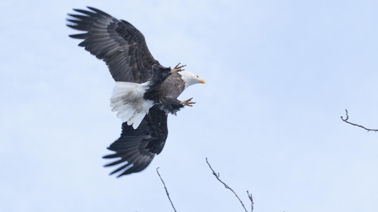 L'impressionnant retour de l’aigle à tête blanche
