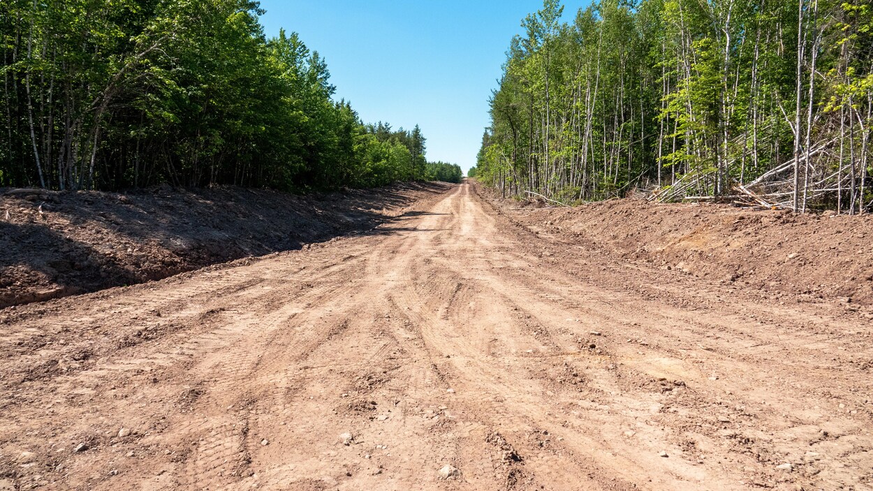 Un chemin désert en forêt