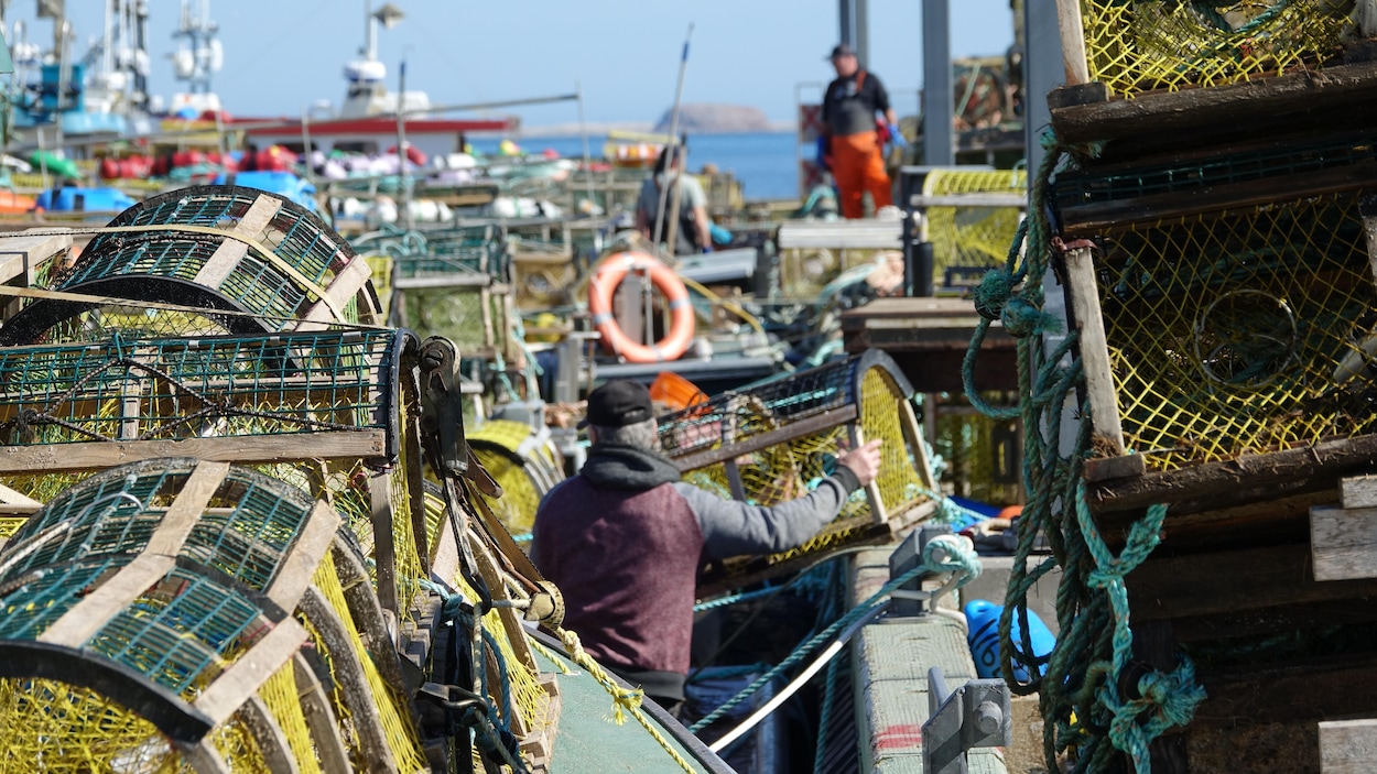 Les prix et les captures de homard en baisse