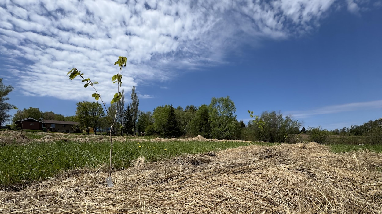 Une noiseraie pour la recherche dans la Mitis