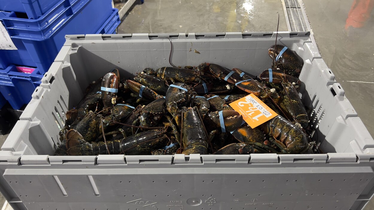 Des tonnes de homard à la poubelle