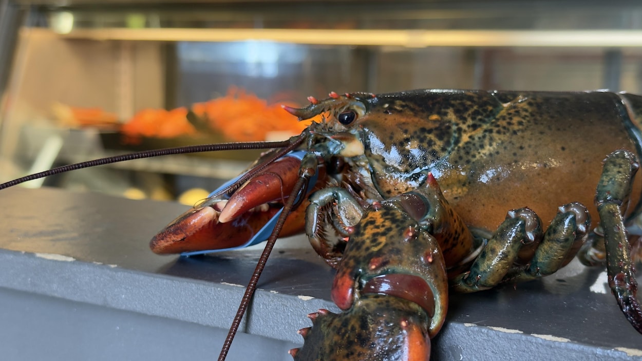 Les visiteurs viendraient en Gaspésie principalement par gourmandise