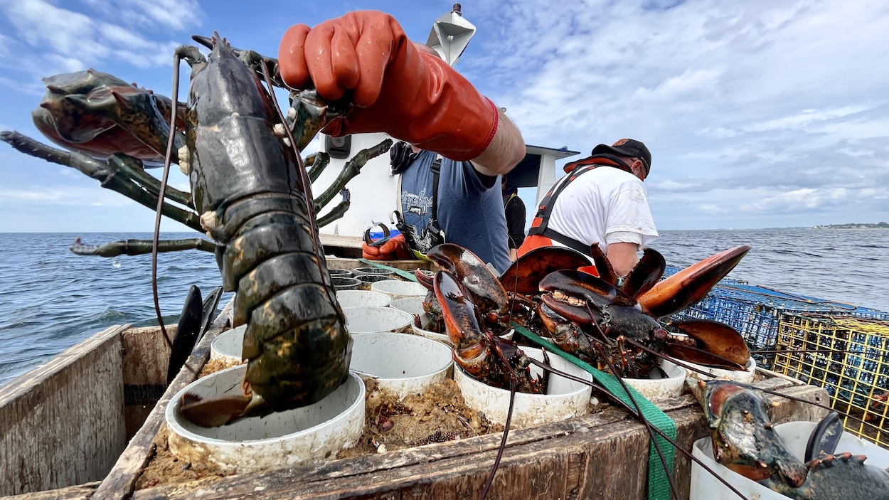 Le homard, prochaine cible des propriétaires d’usines